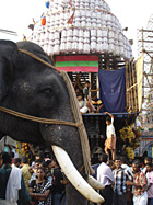 Elephant at Ratha festival
