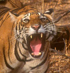 Quick Escape to India wildlife, tigers, , short tour